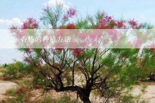 香椿的种植方法