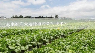 夏季农广天地种植芹菜的技术？