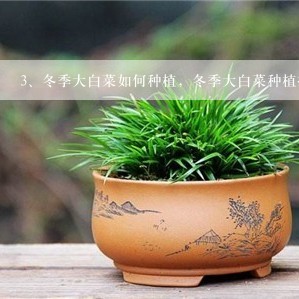 冬季大白菜如何种植，冬季大白菜种植技术