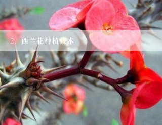 西兰花种植技术