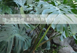 梨怎么种 梨的种植技术介绍