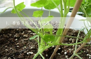 香椿芽的种植方法是什么？