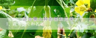 蔬菜图片和名字