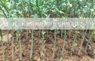 红豆杉要如何种植红豆杉种植方法