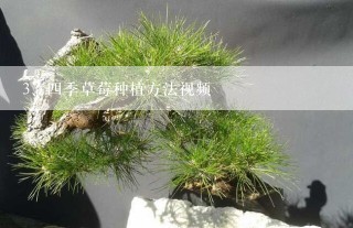 四季草莓种植方法视频