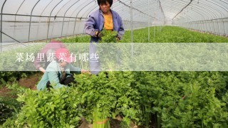 菜场里蔬菜有哪些