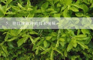 艳红辣椒种植技术视频