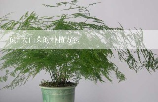 大白菜的种植方法