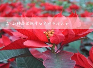 各种蔬菜图片及名称图片大全