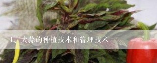 大蒜的种植技术和管理技术