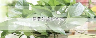 怎样种植三七