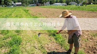 露天四季西芹怎么种植技术？