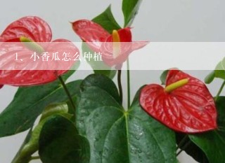 小香瓜怎么种植