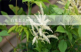 白芨怎么种植方法