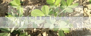 火葱种植技术