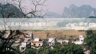 桑黄种植基地在哪里？