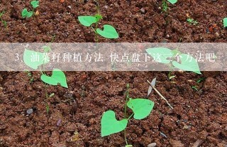 油菜籽种植方法 快点盘下这三个方法吧