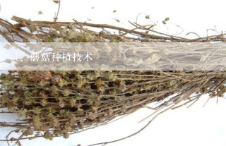 蘑菇种植技术