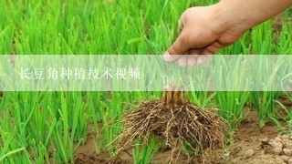 长豆角种植技术视频