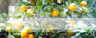 蔬菜图片和名字