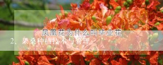 果桑种植技术与管理