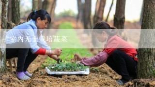 室内无土栽培蔬菜