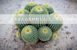 芹菜夏天高温种植方法 怎么在夏天种植芹菜