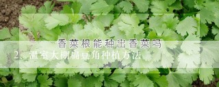 温室大棚扁豆角种植方法