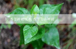 香芋种植技术 香芋怎么种植