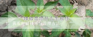 黄瓜种植技术与管理方法