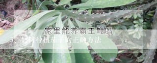 如何种植茄子的正确方法