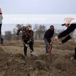 青菜的种植方法和过程