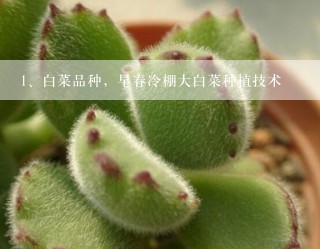 白菜品种，早春冷棚大白菜种植技术