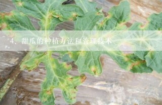 甜瓜的种植方法和管理技术