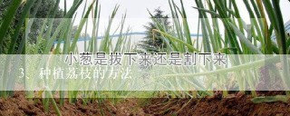 种植荔枝的方法