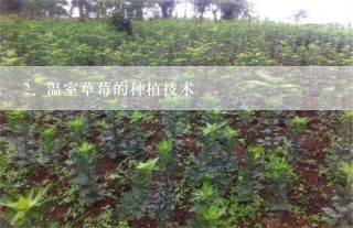 温室草莓的种植技术