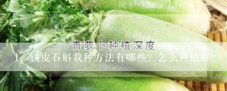 铁皮石斛栽种方法有哪些？怎么种植好？