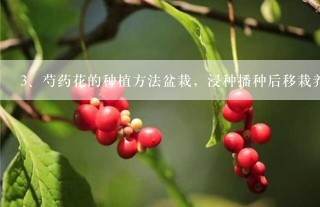 芍药花的种植方法盆栽，浸种播种后移栽养护