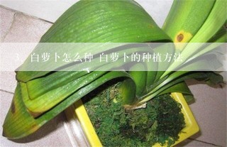 白萝卜怎么种 白萝卜的种植方法