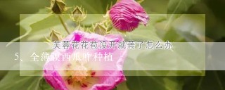 全薄膜西瓜咋种植