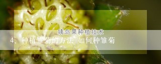 种植雏菊的方法 如何种雏菊