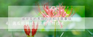 黄瓜的种植方法和管理技术