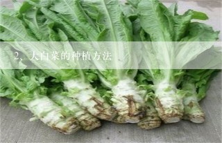 大白菜的种植方法