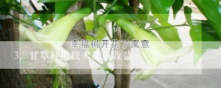 甘草种植技术及亩收益