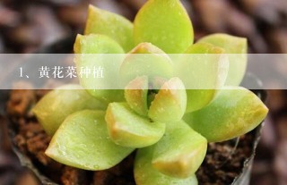 黄花菜种植