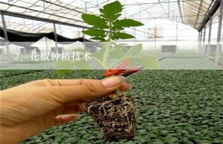 花椒种植技术