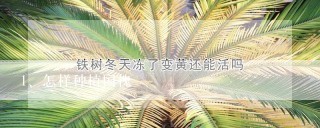 怎样种植国槐