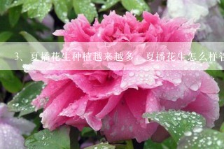 夏播花生种植越来越多，夏播花生怎么样管理？