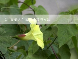 春播大白菜露地栽培方法