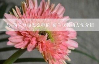 荷兰豆该怎么种植 荷兰豆种植方法介绍